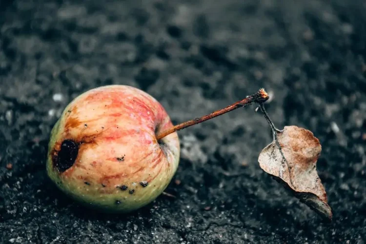 Rotten apple illustrating bad oral hygiene and oral cancer.