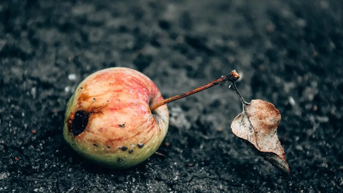 Rotten apple illustrating bad oral hygiene and oral cancer.