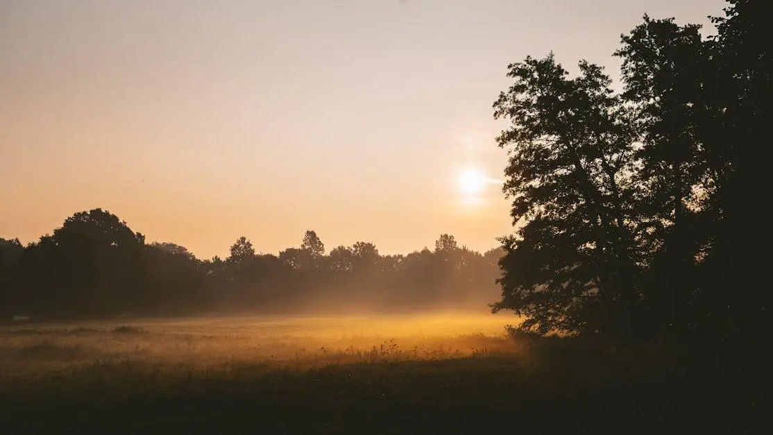 Best time for braces: serene sunrise over a misty field