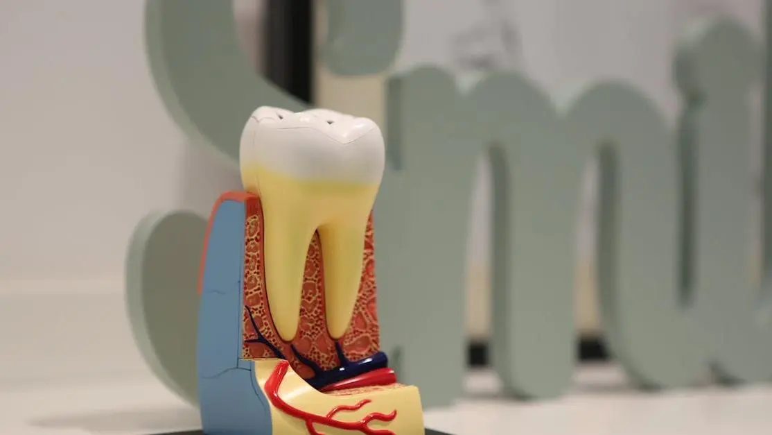 Model showing genetics in tooth disorders.