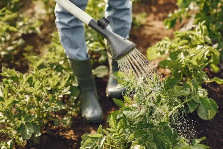 Watering green plants - How to prevent gum disease through proper hydration.