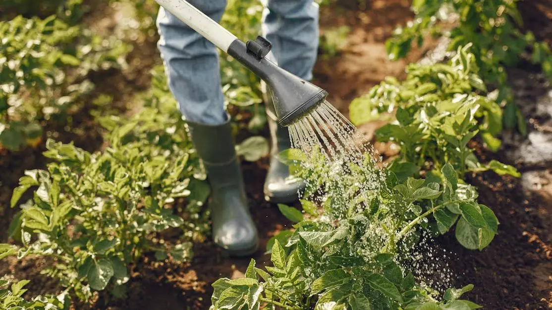 Watering green plants - How to prevent gum disease through proper hydration.