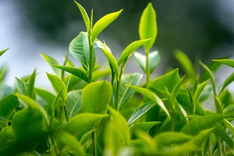 Leaves illustrating tips to keep gums healthy.