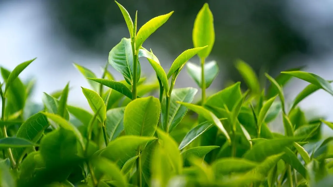 Leaves illustrating tips to keep gums healthy.