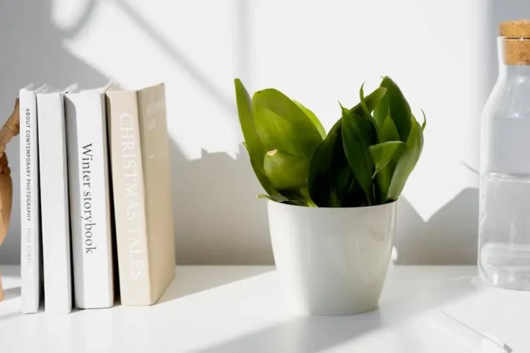 Pain-free cavity fillings concept with a potted plant, water bottle, and books on a white table.