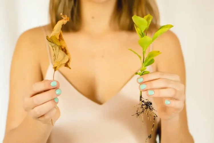 Faded leaf and Ruscus seedling roots, illustrating root canal causes.