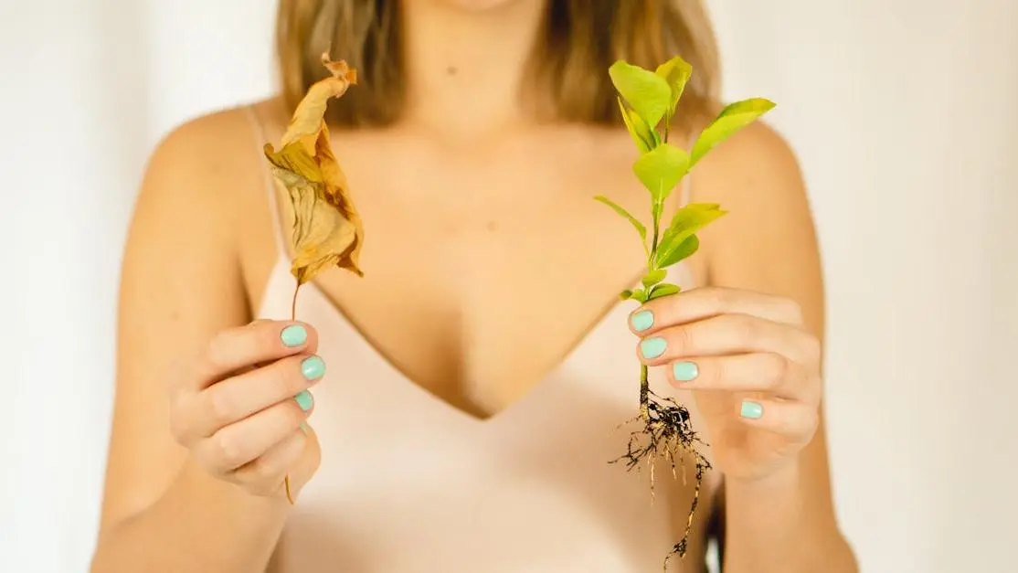 Faded leaf and Ruscus seedling roots, illustrating root canal causes.