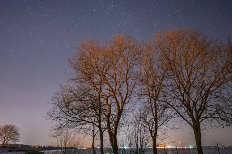 Starry night sky above barren trees for 'Sleep dentists near me' article cover.