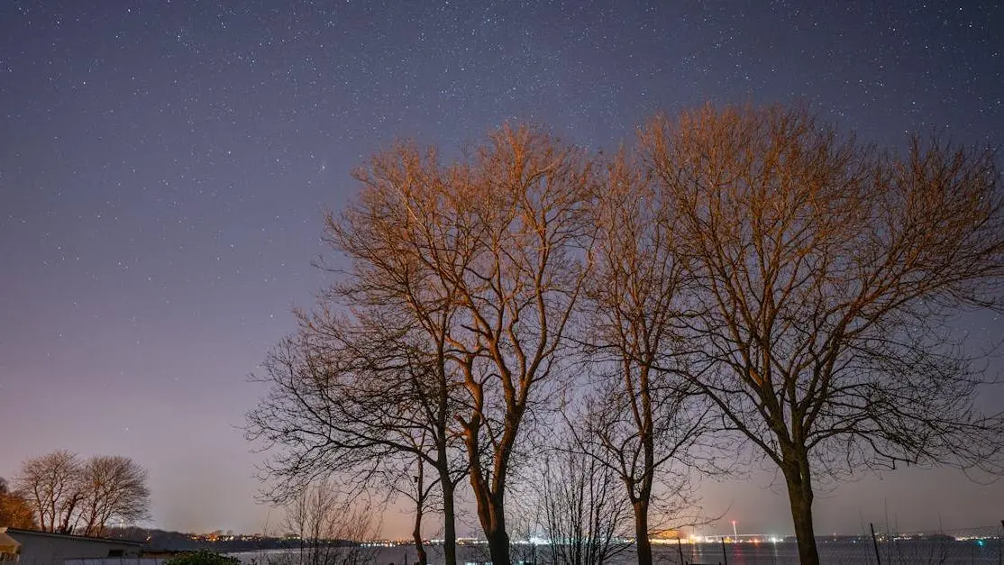 Starry night sky above barren trees for 'Sleep dentists near me' article cover.