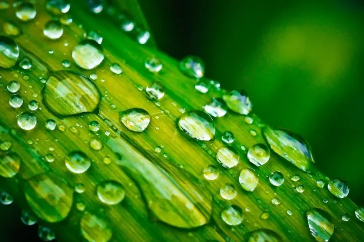 Spark clear aligners with water droplets on green leaf for orthodontic treatment.