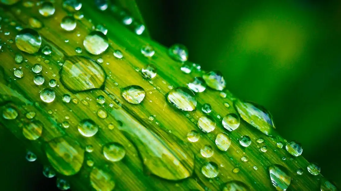 Spark clear aligners with water droplets on green leaf for orthodontic treatment.