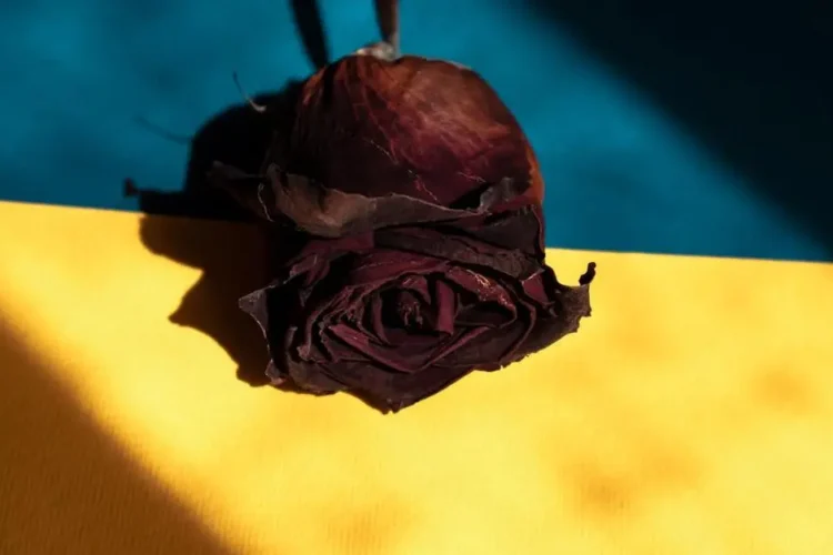 Dried rose symbolizing tobacco's impact on oral health