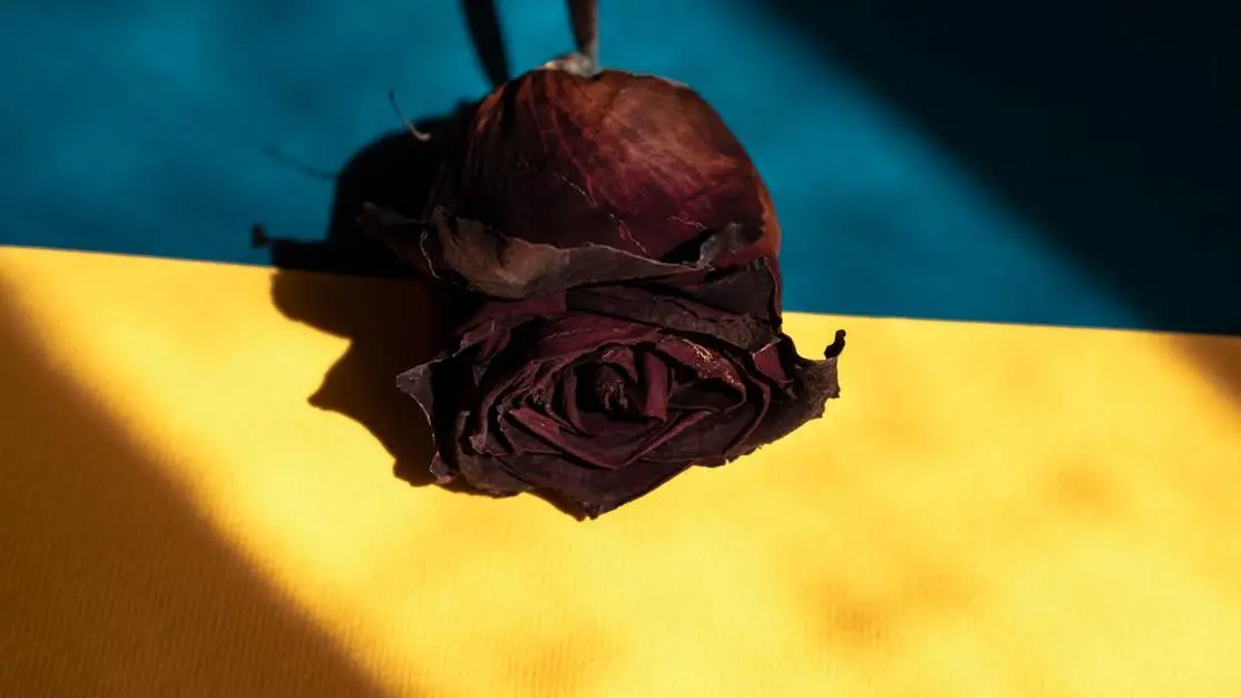 Dried rose symbolizing tobacco's impact on oral health