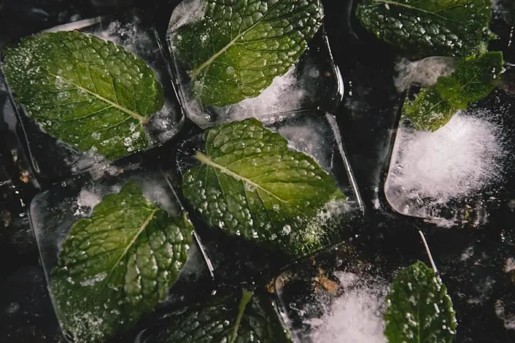 Mint leaves in ice cubes, fresh remedy for bad breath