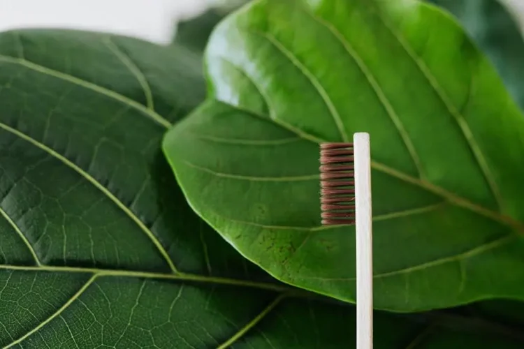 Toothbrush with clean dentures on green leaves background