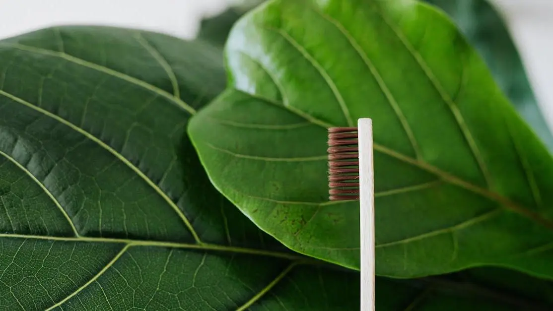 Toothbrush with clean dentures on green leaves background