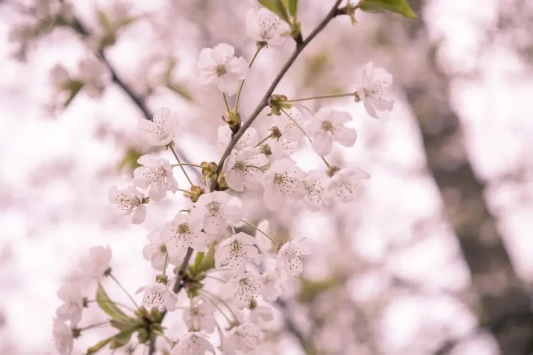 Cost-effective dental implants concept with white cherry blossoms in full bloom.