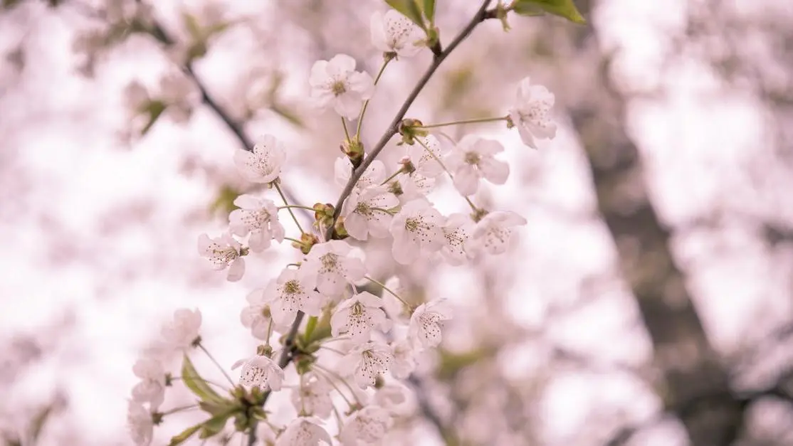 Cost-effective dental implants concept with white cherry blossoms in full bloom.