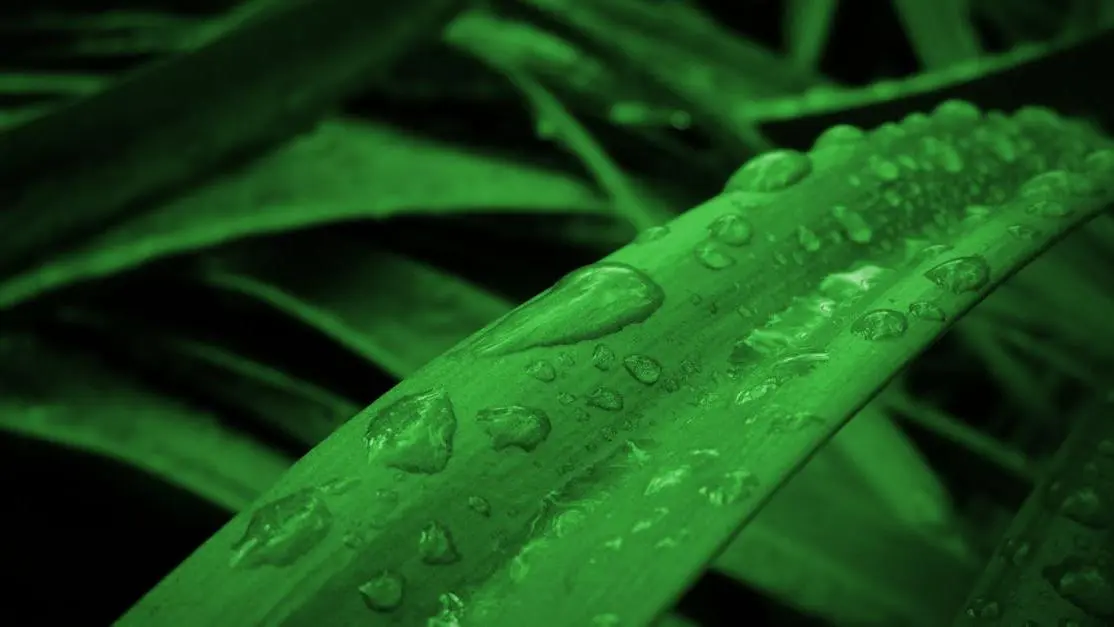 Dew-covered grass blades with droplets, symbolizing nature’s freshness, related to keep gums healthy.