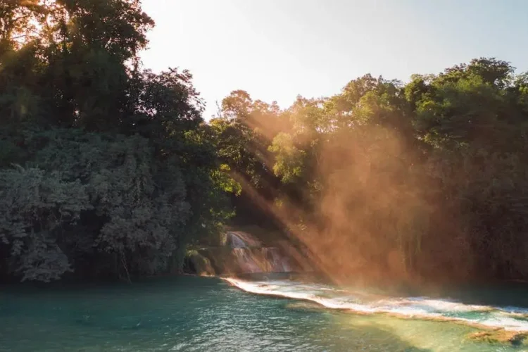 Root canal recovery concept with calming green trees by a serene body of water.