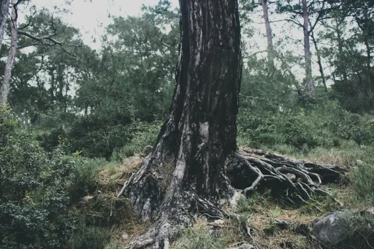 Root canal vs. tooth extraction concept with nature metaphor of tree roots and foliage in cloudy forest.