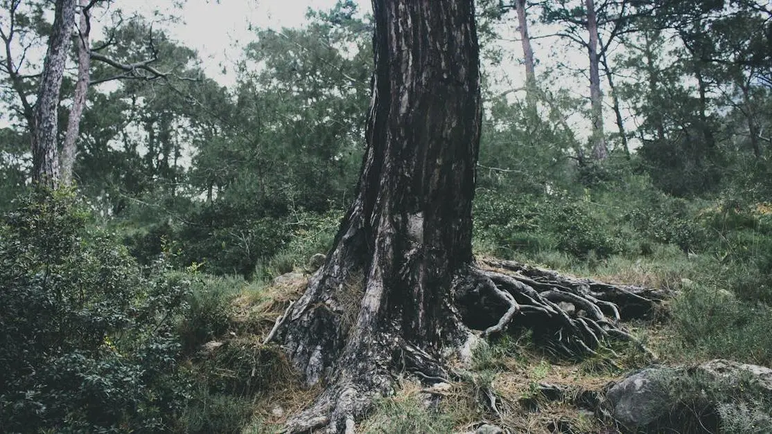 Root canal vs. tooth extraction concept with nature metaphor of tree roots and foliage in cloudy forest.